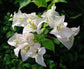 White Bougainvillea - Live Plant in a 3 Gallon Pot - Beautiful and Vibrant Flowering Shrub