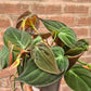 Philodendron - Live Starter Plant - Rare and Elegant Indoor Houseplant