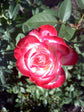 Cherry Parfait Rose Bush - Live Starter Plants in a 4 Inch Pots - Beautifull Rose from Florida - A Beautiful Rose with Soft Creamy Petals in a Rich Cherry Red Hue