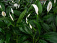 Spathiphyllum Peace Lily - Live Starter Plants in 4 Inch Pots - Spathiphyllum - Elegant Low Maintenance Air Purifying Indoor Houseplant