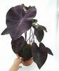 Colocasia Elephant Ear Plant - 4 Live Starter Plants - Colocasia Esculenta - Beautiful Large Leaf Foliage Starter Multipack