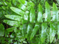 Macho Fern - Live Plants in 4 Inch Pots - Nephrolepsis Biserrta &