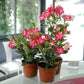 Desert Rose Plant - Live Plant in a 6 Inch Pot - Adenium Obesum - Dramatic Low-Water Succulent