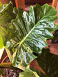 Alocasia - 4 Live Starter Plants in 2 Inch Pots - Alocasia - Florist Quality Air Purifying Indoor Plant - Nature&