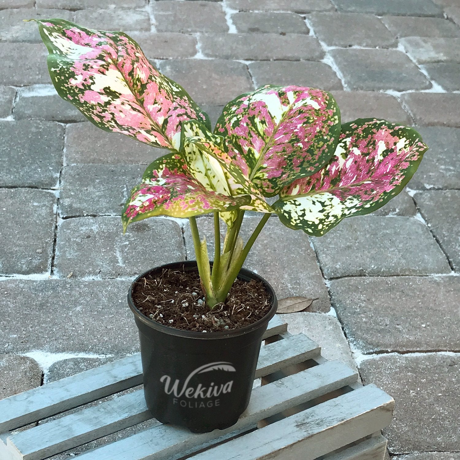 aglaonema pictum tricolor flower Pink Tricolor Aglaonema - Live Plant in a 4 Inch Pot
