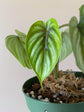 Philodendron - Live Starter Plant - Rare and Elegant Indoor Houseplant