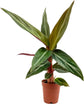 Calathea Prayer Plant - Live Plant in a 2 Inch Pot - Starter Plants - Beautiful and Elegant Easy Care Indoor Houseplants from The Nursery