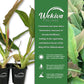 Philodendron Ring of Fire - Live Starter Plants in 2 Inch Pots - Exotic and Rare Indoor Houseplant - A Kaleidoscope of Colors