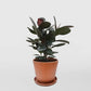 Rubber Plant - Live Plants in 4 Inch Pots - Ficus Elastica “Burgundy” - Beautiful Easy Care Air Purifying Indoor Houseplant