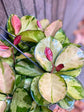 Hoya - Live Plant in a 2 Inch Pot - Indoor Houseplants Straight from The Nursery