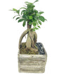 Faux Wood Bonsai Planter - Live Plants in 5 Inch Decorative Pots - Plant Variety is Grower&