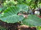 Colocasia Elephant Ear Plant - 4 Live Starter Plants - Colocasia Esculenta - Beautiful Large Leaf Foliage Starter Multipack
