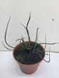 Alocasia - 4 Live Starter Plants in 2 Inch Pots - Alocasia - Florist Quality Air Purifying Indoor Plant - Nature&