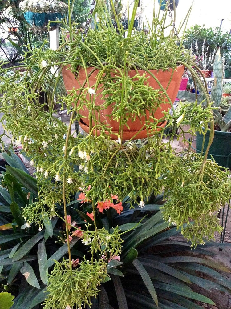 coral cactus indoor plant Coral Cactus - Live Plants in 2 Inch Pots - Rice Cactus