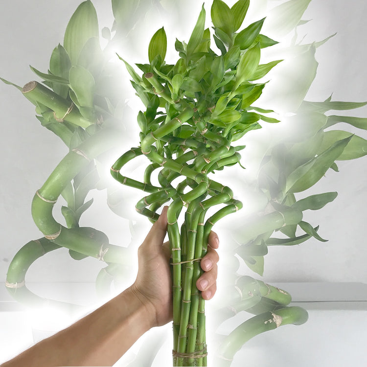 lucky bamboo air purifying Lucky Indoor Bamboo - Live Plants - Ships Bare Root - 12 Inch Curly Stalks