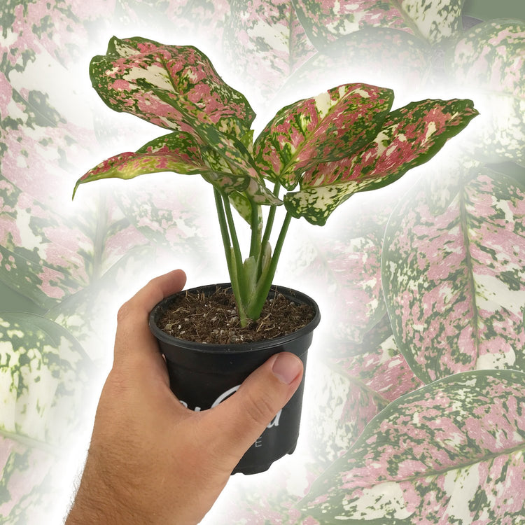 aglaonema pink tricolor Pink Tricolor Aglaonema - Live Plant in a 4 Inch Pot