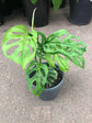Monstera Swiss Cheese Plant - Live Plant in a 6 Inch Pot - Monstera Adansonii - Beautiful Easy to Grow Air Purifying Indoor Plant