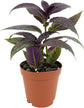 Royal Red and Purple Variety Pack - 4 Live Starter Plants in 2 Inch Pots - Beautiful Rare Purple and Red Houseplants