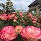 Cherry Parfait Rose Bush - Live Starter Plants in a 4 Inch Pots - Beautifull Rose from Florida - A Beautiful Rose with Soft Creamy Petals in a Rich Cherry Red Hue