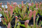 Bug Bat Carnivorous Plant - Live Plants in 6 Inch Pot - Sarracenia &