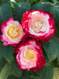 Double Delight Rose Bush - Live Starter Plants in 4 Inch Pots - Beautifully Fragrant Rose from Florida - Stunning Hybrid Tea Rose Cultivar - Add Color and Fragrance to Any Garden