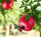 Pomegranate Tree - Live Starter Plants in 2 Inch Growers Pot - Punica Granatum - Edible Fruit Bearing Tree for The Patio and Garden