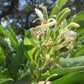 Thai Ginger - Live Starter Plants - Alpinia Greater Galangal - Grow Your Own Vegetables and Fruit in The Garden or Patio