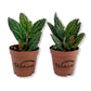 Polynesian Ivy - Live Starter Plants in 2 Inch Pots - Pellionia Pulchra - Rare Indoor Air Purifying Houseplant Vine