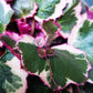 Strawberry Begonia - 4 Live Starter Plants in 2 Inch Pots - Saxifraga Stolonifera Tricolor - Rare and Beautiful Indoor Houseplant or Garden