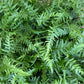 Dragon Tail Plant - Live Plant in a 4 Inch Pot - Rhaphidophora Decursiva - Extremely Rare Florist Quality Plants from Florida