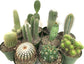 Artisan Grown Cactus Collection – 10 Live Cacti Plants in 4 Inch Pots – Growers Choice - Hand-Picked for Beauty – Perfect Plant Assortment for Indoors or Outdoors