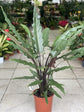 Alocasia - 4 Live Starter Plants in 2 Inch Pots - Alocasia - Florist Quality Air Purifying Indoor Plant - Nature&