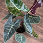 Alocasia - 4 Live Starter Plants in 2 Inch Pots - Alocasia - Florist Quality Air Purifying Indoor Plant - Nature&