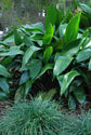 Cast Iron Plant - Live Plant in a 6 Inch Pot - Aspidistra Elatior - Beautiful Florist Quality Indoor or Outdoor Plant