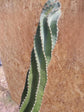 Spiral Cactus - Live Plant in a 6 Inch Pot - Cereus Forbesii - Beautiful Indoor Outdoor Cacti Succulent Houseplant