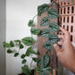 Monstera Dubia Shingle Plant - Live Plant in a 4 Inch Pot - Monstera Dubia - Extremely Rare and Beautiful Vining Indoor Houseplant - Air Purifying