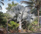 Silver Bismarck Palm - Live Plant in a 5 Gallon Growers Pot - Bismarckia Nobilis - Rare Ornamental Palms of Florida