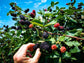 Blackberry Plant - Live Plants in 2 Inch Pots - Rubus - Fruit Trees for The Patio and Garden