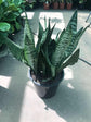 Snake Plant - Live Plant in a 4 Inch Pot - Sansevieria Superba - Beautiful and Elegant Easy Care Indoor Houseplants