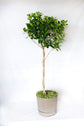 Dianiella Ficus Weeping Fig Braid - Live Plant in an 10 Inch Growers Pot - Ficus Benjamina Daniella - Beautiful Easy Care Air Purifying Indoor Houseplant