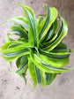 Lemon Surprise Dracaena - Live Plant in an 8 Inch Pot - Dracaena Deremensis &