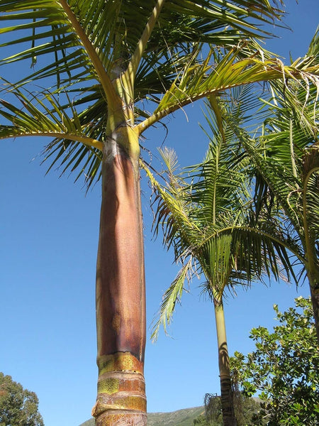 Queen Palm - Live Plant in a 6 Inch Growers Pot - 1 - 2 Feet Tall - Sy   Wekiva Foliage