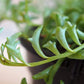 String of Dolphins Hanging Basket - Live Plant in a 4 Inch Pot - Senecio Peregrinus - Rare and Unique Trailing Succulent Vine