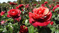 Hot Cocoa Rose Bush - Live Starter Plants in 4 Inch Pots - Beautifully Fragrant Rose from Florida - A Versatile Beauty with a Rich Fragrance