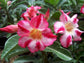 Desert Rose Plant - Live Plant in a 6 Inch Pot - Adenium Obesum - Dramatic Low-Water Succulent