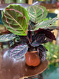 Calathea Prayer Plant - Live Plant in a 2 Inch Pot - Starter Plants - Beautiful and Elegant Easy Care Indoor Houseplants from The Nursery