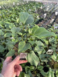 Philodendron - Live Starter Plant - Rare and Elegant Indoor Houseplant