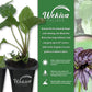 Black Bat Flower - Live Starter Plants in 2 Inch Pots - Tacca Chantrieri - Not in Bloom When Shipped - Extremely Rare and Exotic Flowering Plant