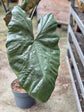 Alocasia - 4 Live Starter Plants in 2 Inch Pots - Alocasia - Florist Quality Air Purifying Indoor Plant - Nature&