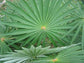 Thatch Palm &